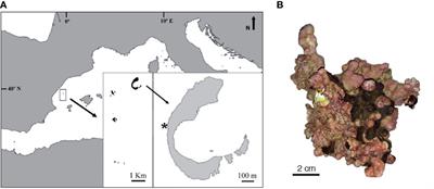 Elemental cycles in the coralline alga Neogoniolithon hauckii as a recorder of temperature variability in the Mediterranean Sea